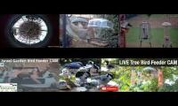 birdnestinglivesream 23