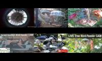 birdnestinglivesream 23