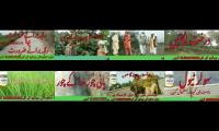 Natural Organic of the pakistan