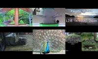 birdnestinglivesream 9 ( A )