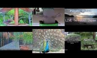birdnestinglivesream 9 ( A )