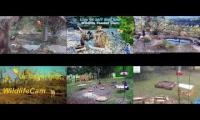 Thumbnail of birdnestinglivesream 8