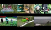 Thumbnail of birdnestinglivesream 24  ( E )