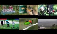birdnestinglivesream 24  ( E )