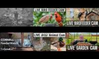 birdnestinglivesream 4