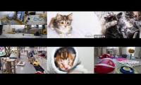 Kittens and Cats Livestreams Galore