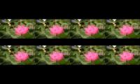 2 hours of the best relaxing music vol-2, with beautiful flowers in the background