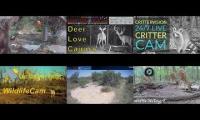 LoveanimalsMakeanimalssafe