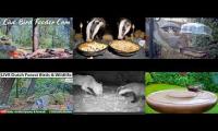 LoveanimalsMakeanimalssafe
