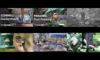 LoveanimalsMakeanimalssafe