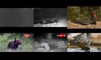 LoveanimalsMakeanimalssafe