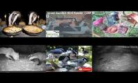 LoveanimalsMakeanimalssafe