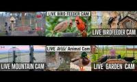 LoveanimalsMakeanimalssafe
