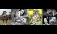 LoveanimalsMakeanimalssafe