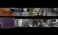 LoveanimalsMakeanimalssafe