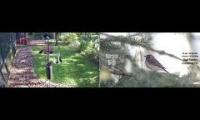 LoveanimalsMakeanimalssafe