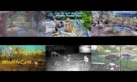 Thumbnail of LoveanimalsMakeanimalssafe