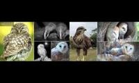 LoveanimalsMakeanimalssafe