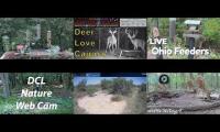 Thumbnail of LoveanimalsMakeanimalssafe
