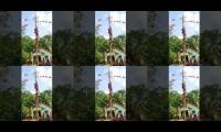 Thumbnail of lomba panjat pinang 2021