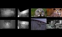 LoveanimalsMakeanimalssafe