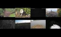 LoveanimalsMakeanimalssafe