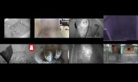 Thumbnail of LoveanimalsMakeanimalssafe