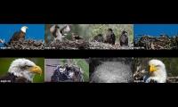 LoveanimalsMakeanimalssafe