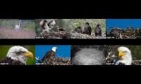 Thumbnail of LoveanimalsMakeanimalssafe