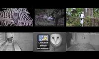 LoveanimalsMakeanimalssafe