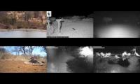Thumbnail of LoveanimalsMakeanimalssafe