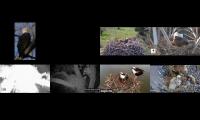 LoveanimalsMakeanimalssafe