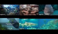 LoveanimalsMakeanimalssafe