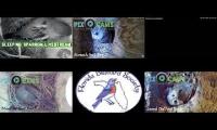 Thumbnail of LoveanimalsMakeanimalssafe