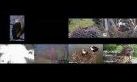 Thumbnail of LoveanimalsMakeanimalssafe