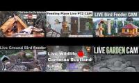 birdfeederbirdnestinglivestream