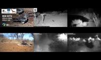 birdfeederbirdnestinglivestream