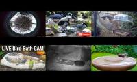 birdfeederbirdnestinglivestream