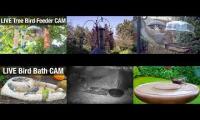 birdfeederbirdnestinglivestream