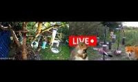 birdfeederbirdnestinglivestream
