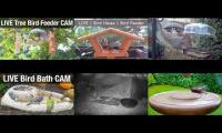 birdfeederbirdnestinglivestream