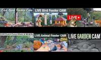 birdfeederbirdnestinglivestream