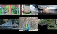 birdfeederbirdnestinglivestream