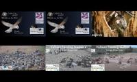 birdfeederbirdnestinglivestream