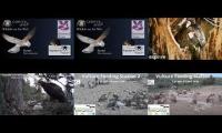 birdfeederbirdnestinglivestream