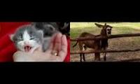 Kittens making donkey noises