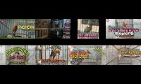 Kicau burung rafani YOUTUBE MULTIPLAYER