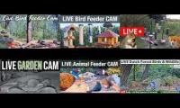 birdfeederbirdnestinglivestream