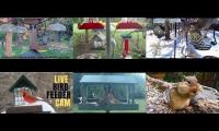 birdfeederbirdnestinglivestream