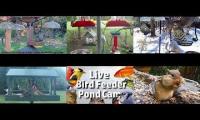 birdfeederbirdnestinglivestream
